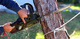 Best Lot and Land Clearing  in Home Gardens, CA
