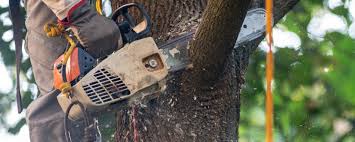 Best Fruit Tree Pruning  in Home Gardens, CA