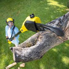Best Root Management and Removal  in Home Gardens, CA