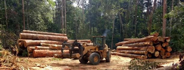 Best Tree Preservation Services  in Home Gardens, CA
