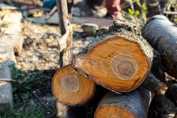 Best Tree Disease Treatment  in Home Gardens, CA