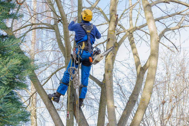 Home Gardens, CA Tree Care Company