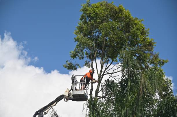 Best Commercial Tree Services  in Home Gardens, CA