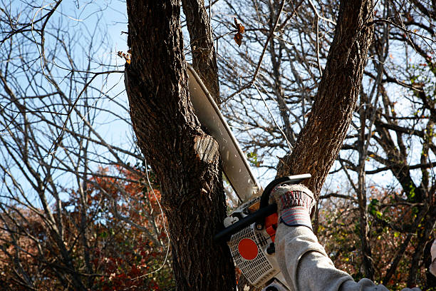 Best Pest Control for Lawns  in Home Gardens, CA