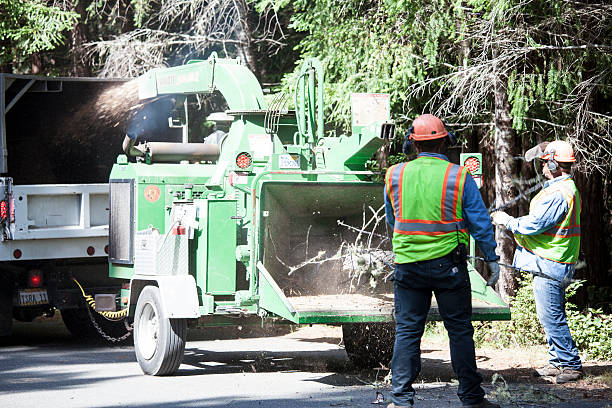 Best Seasonal Cleanup (Spring/Fall)  in Home Gardens, CA
