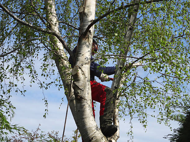 Best Firewood Processing and Delivery  in Home Gardens, CA