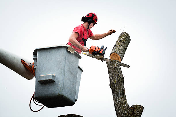 Best Tree Trimming and Pruning  in Home Gardens, CA