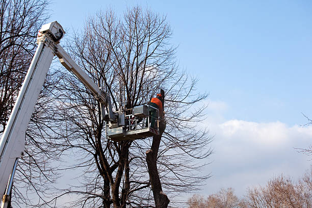 Mulching Services in Home Gardens, CA
