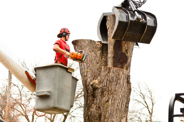 How Our Tree Care Process Works  in  Home Gardens, CA